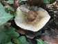 Dióízű galambgomba (Russula heterophylla), Pilis. Kalapja, lemezei és tönkje is rozsdásan foltosodnak